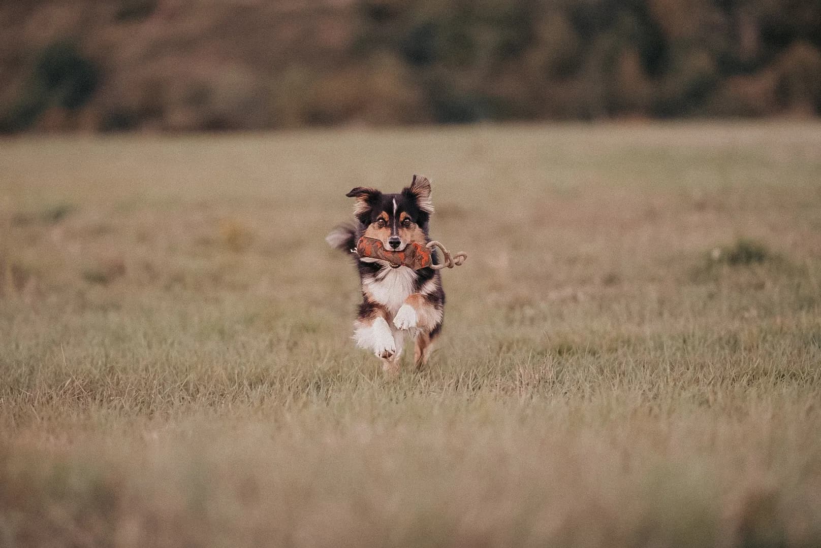 Hund apportiert einen Dummy und läuft damit über eine Wiese