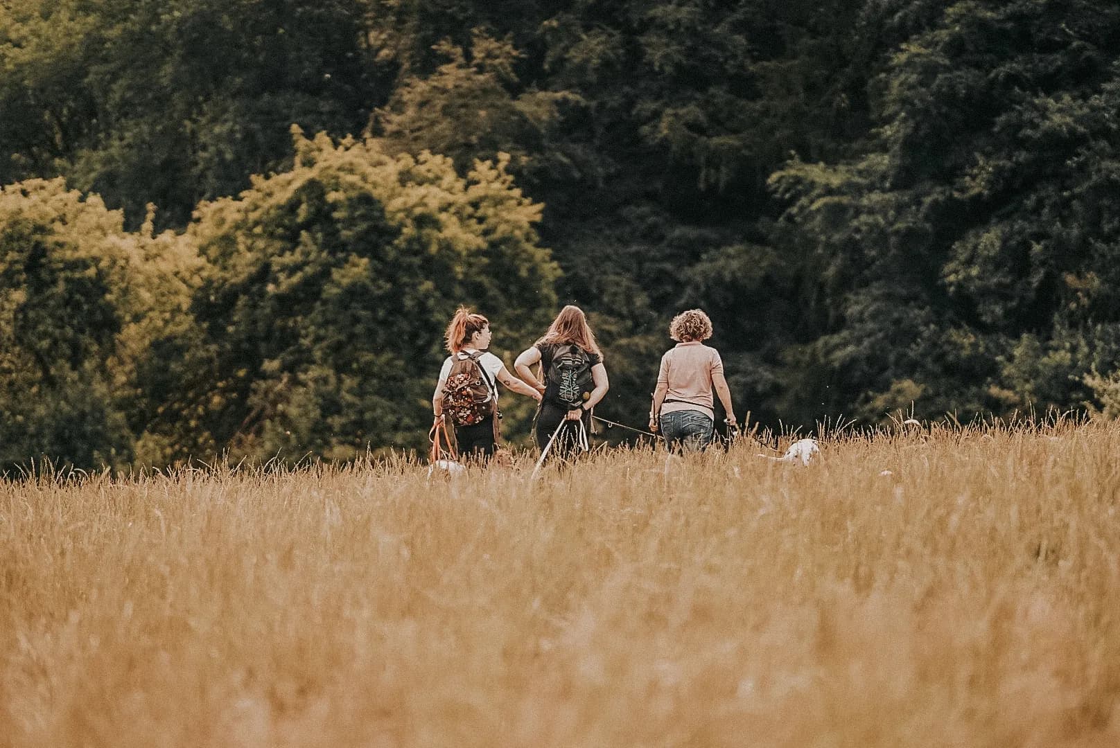 Drei Menschen gehen mit einem Hund durch eine hohe Sommerwiese auf einen Waldrand zu