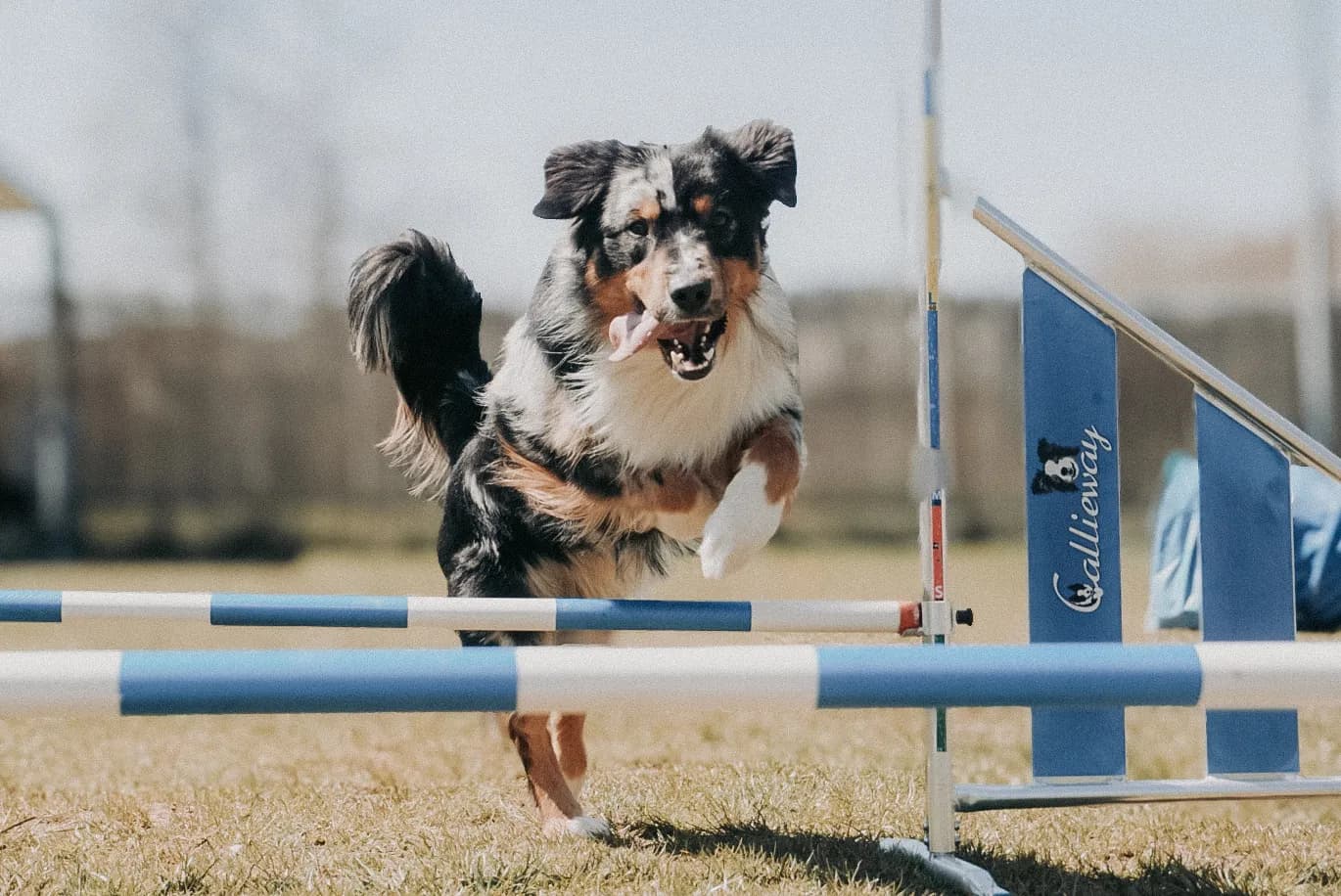 Australian Shepherd springt im Topdog-Parcours über eine blau-weiße Hürde