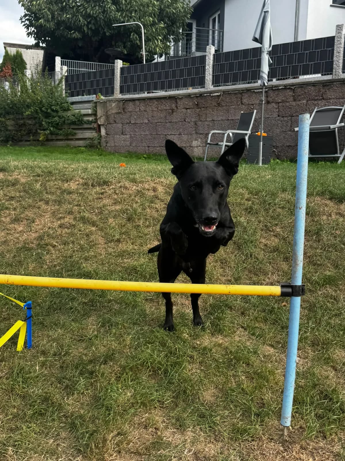 Buddy, ein schwarzer Hund, steht im Garten hinter einer gelben Hürde