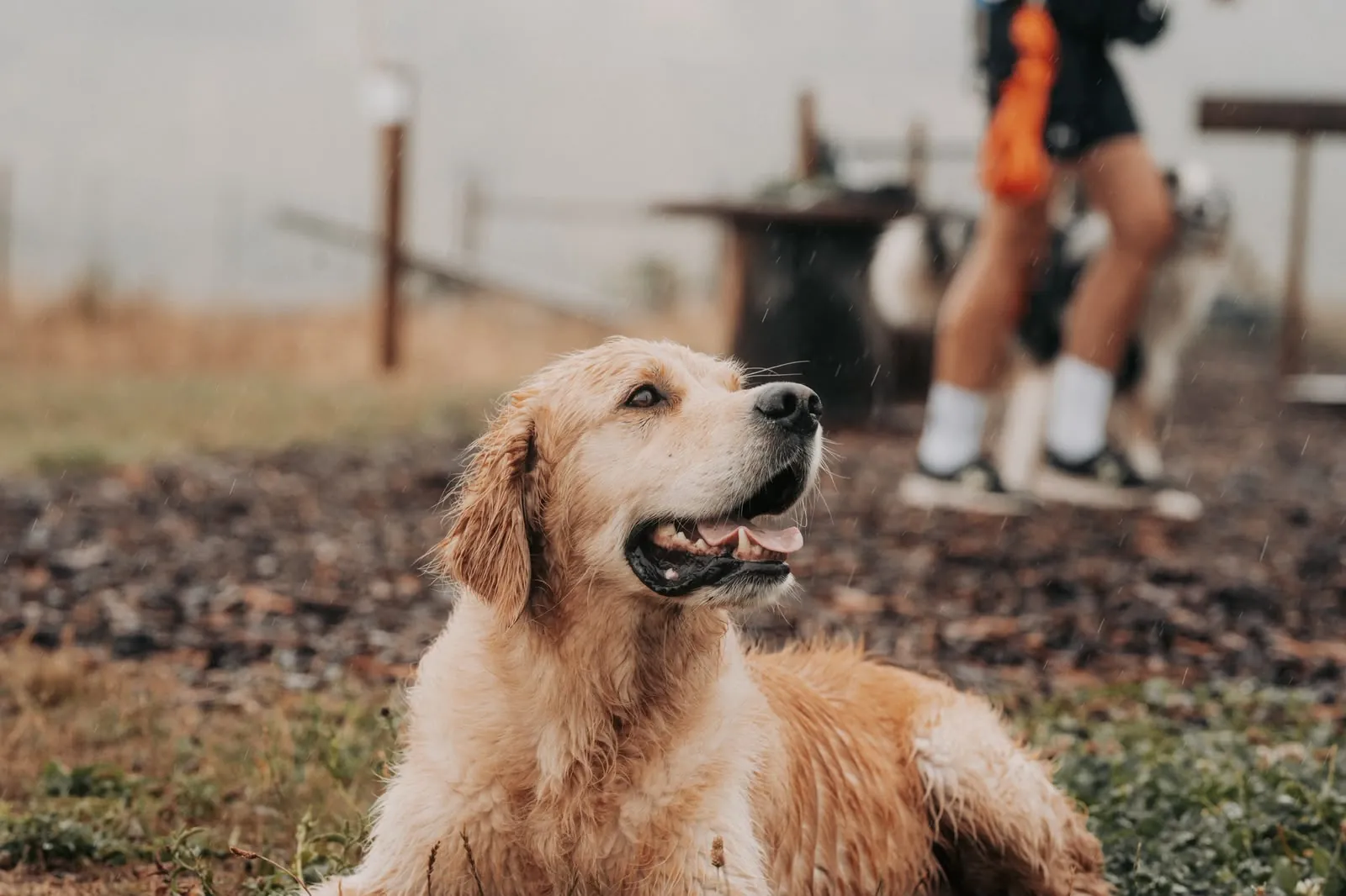 Leo, ein Golden Retriever, liegt auf dem Boden und schaut mit offenem Maul nach oben