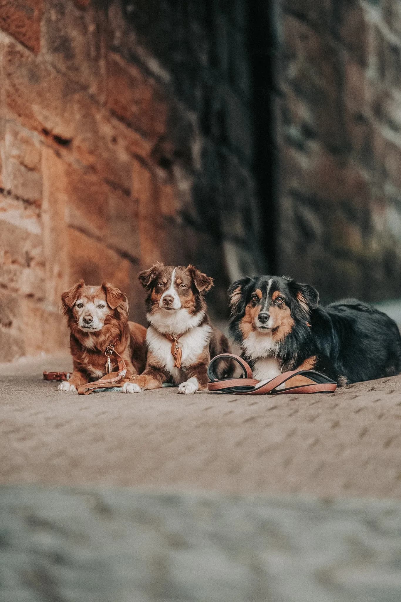 Drei angeleinte Hunde liegen ruhig nebeneinander in einer gepflasterten Altstadtgasse