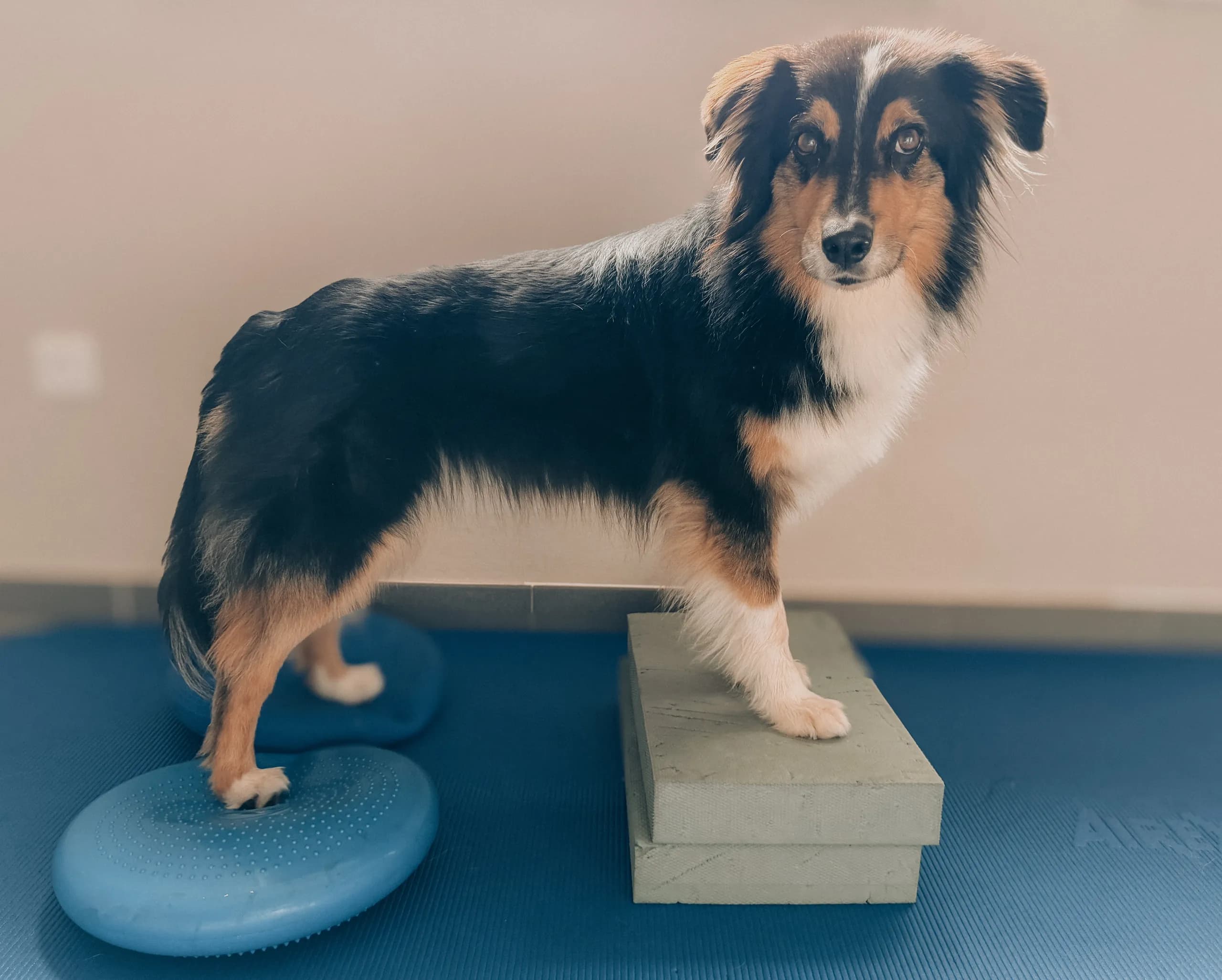 Australian Shepherd steht im Profil mit den Pfoten auf Balancekissen und Podest in der Physiotherapie
