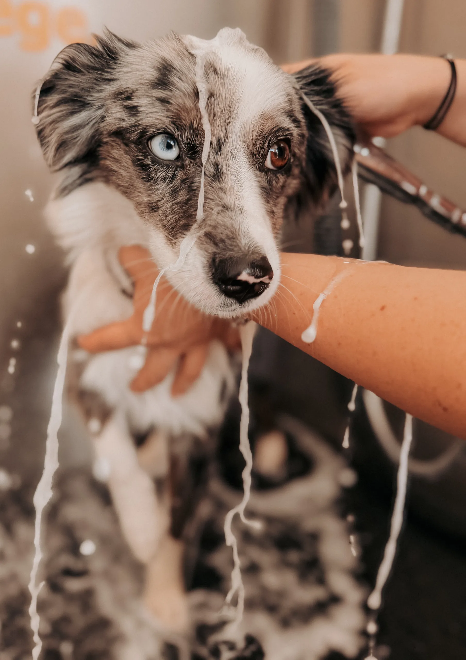 Eingeschäumter Hund wird in der Hundewaschbox abgeduscht
