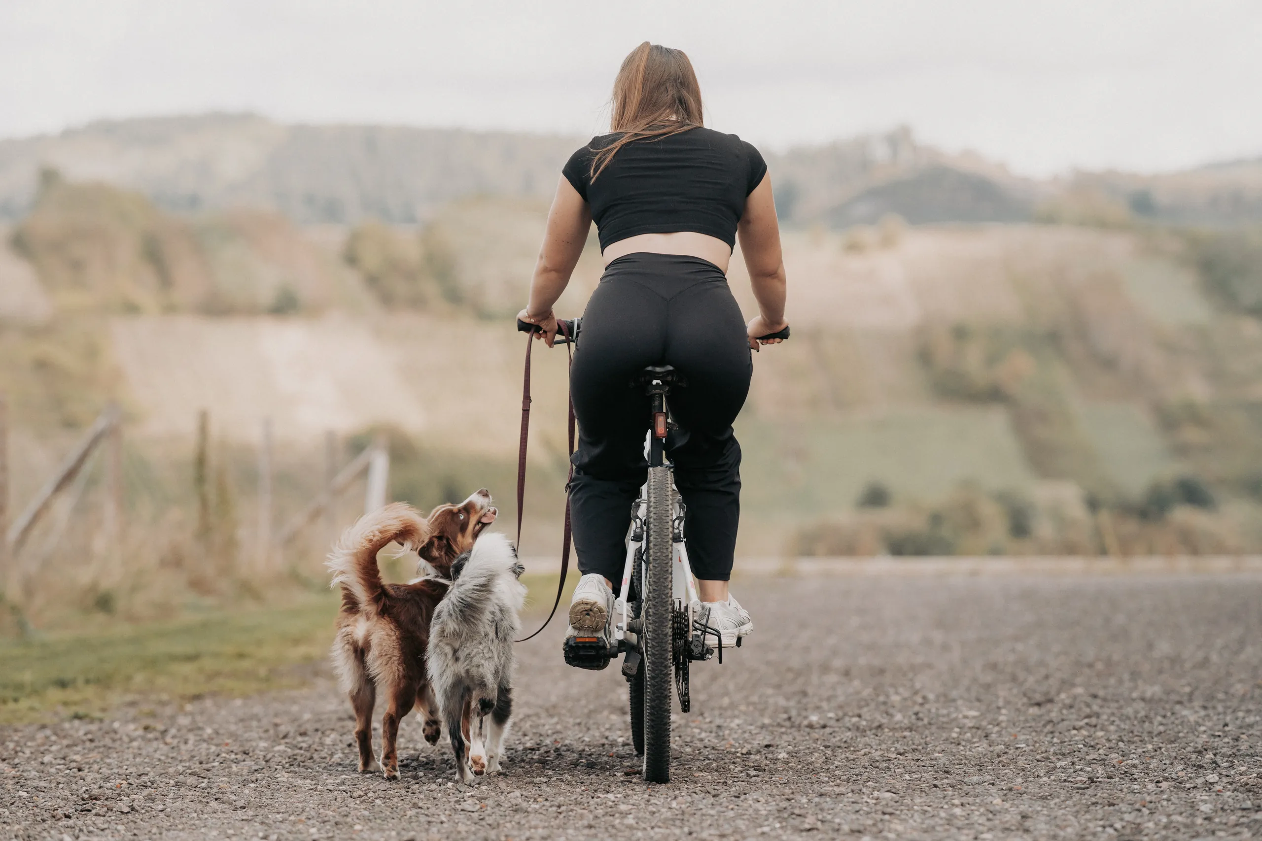 Frau fährt mit zwei Hunden am Fahrrad einen Feldweg entlang