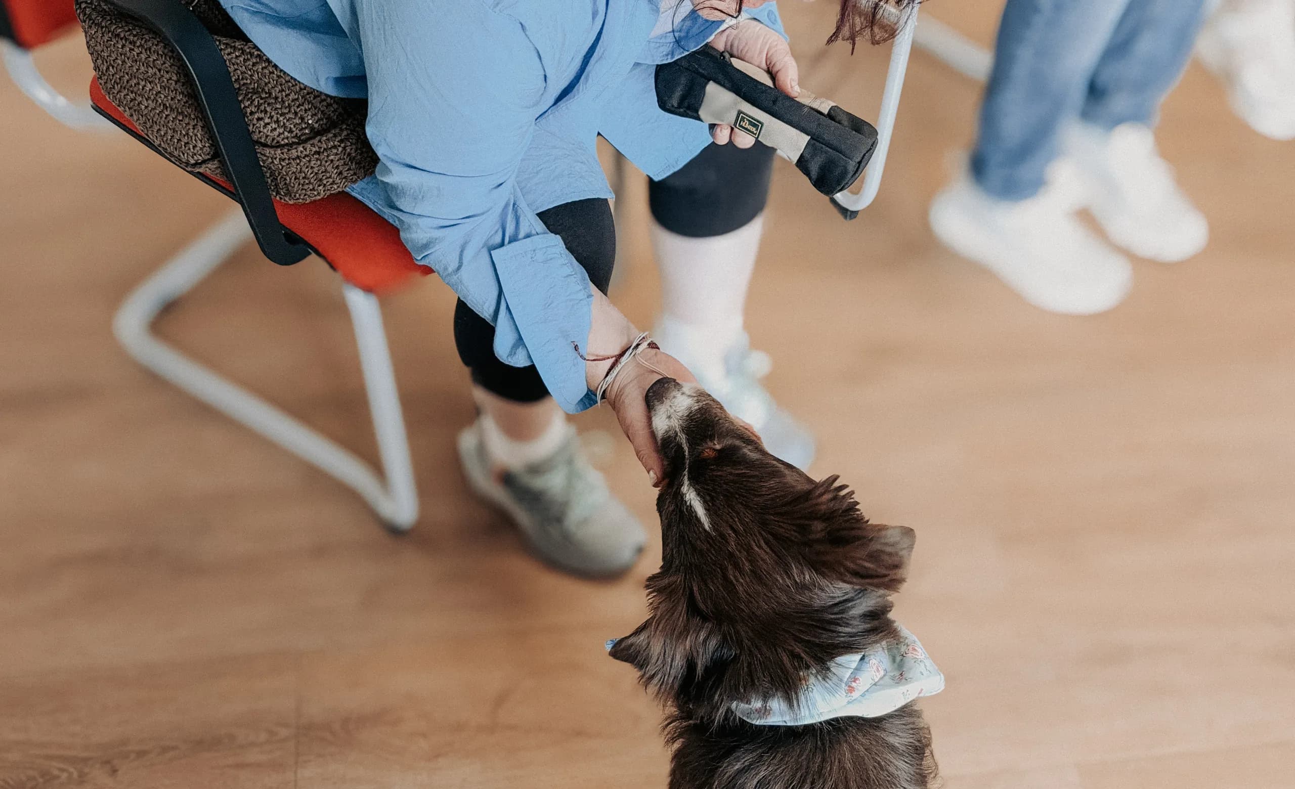 Hund nimmt bei einer Übung Kontakt zu einer sitzenden Person auf